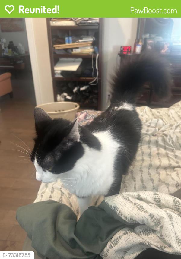 Reunited Male Cat last seen Near 54th place W Mountlake Terrace wa, Mountlake Terrace, WA 98043