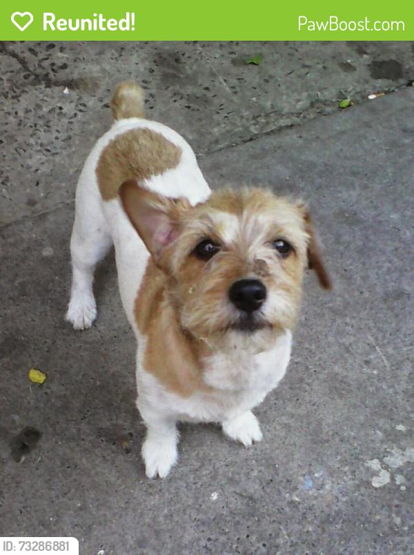 Reunited Female Dog last seen El Camino and Lexiington, Sacramento, CA 95815