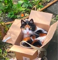Lost Female Cat last seen Reddish Lanr, Gorton, England 