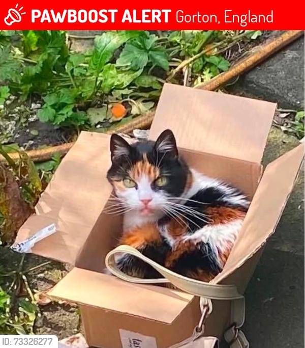 Lost Female Cat last seen Reddish Lanr, Gorton, England 
