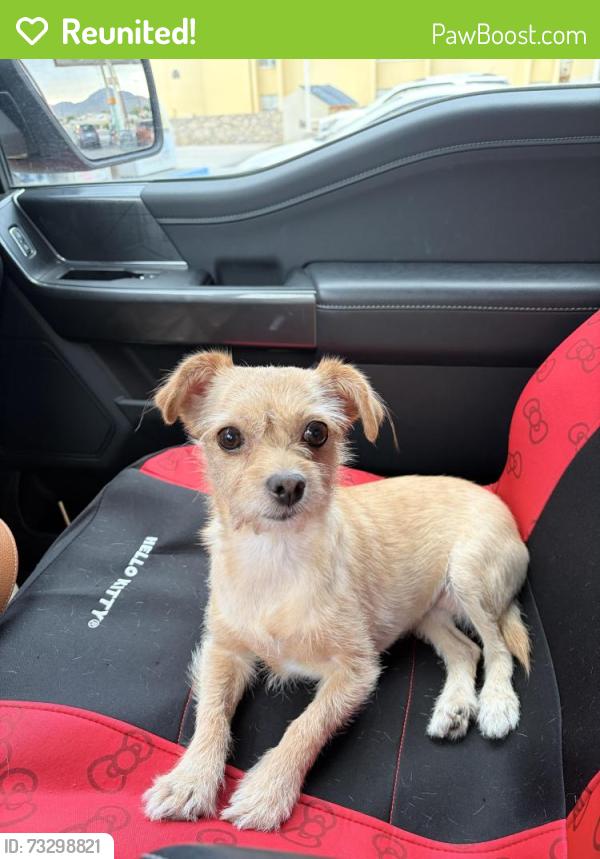 Reunited Female Dog last seen Frances st, Santa Teresa, NM 88008