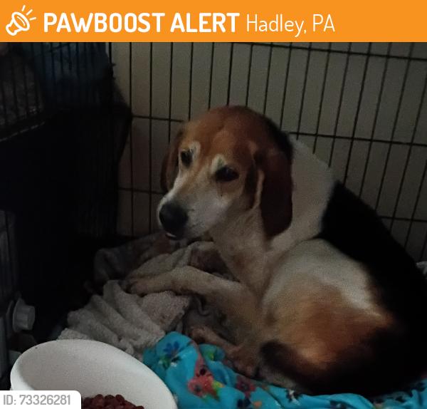 Found/Stray Unknown Dog last seen County line Cafe, Hadley, PA 16130