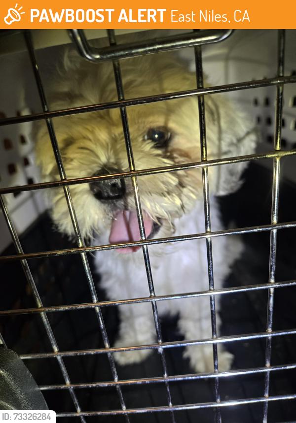 Found/Stray Male Dog last seen Fairfax & collage, East Niles, CA 93306