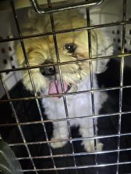Found/Stray Male Dog last seen Fairfax & collage, East Niles, CA 93306
