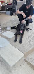 Reunited Male Dog last seen Haymarket Dr, Temple, TX 76502