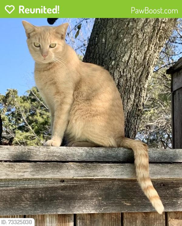 Reunited Male Cat last seen Rivercrest Dr. & West 7th St., Fort Worth, TX 76107
