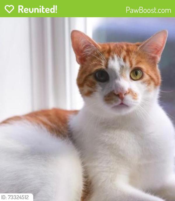 Reunited Male Cat last seen Near sigel street, Philadelphia, PA 19145