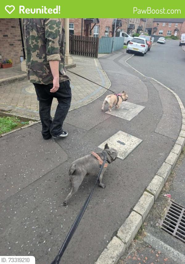 Reunited Male Dog last seen Squires view, Belfast, Northern Ireland 