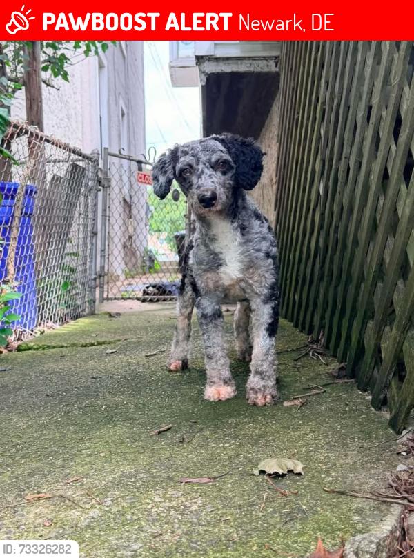 Lost Male Dog last seen Blue Ridge Blvd, Newark, DE 19702