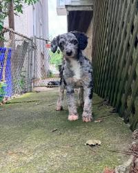 Lost Male Dog last seen Blue Ridge Blvd, Newark, DE 19702