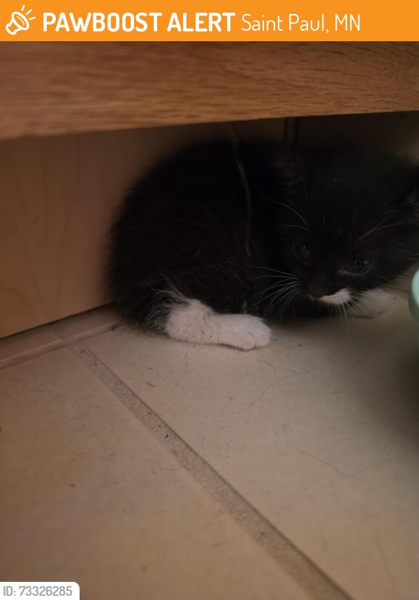 Found/Stray Male Cat last seen Hall Ave and City View, Saint Paul, MN 55107
