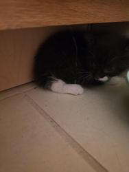 Found/Stray Male Cat last seen Hall Ave and City View, Saint Paul, MN 55107