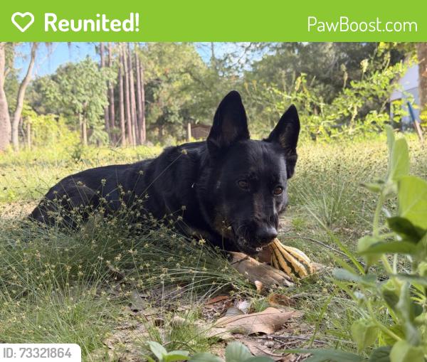 Reunited Female Dog last seen Handcock, Clermont, FL 34711