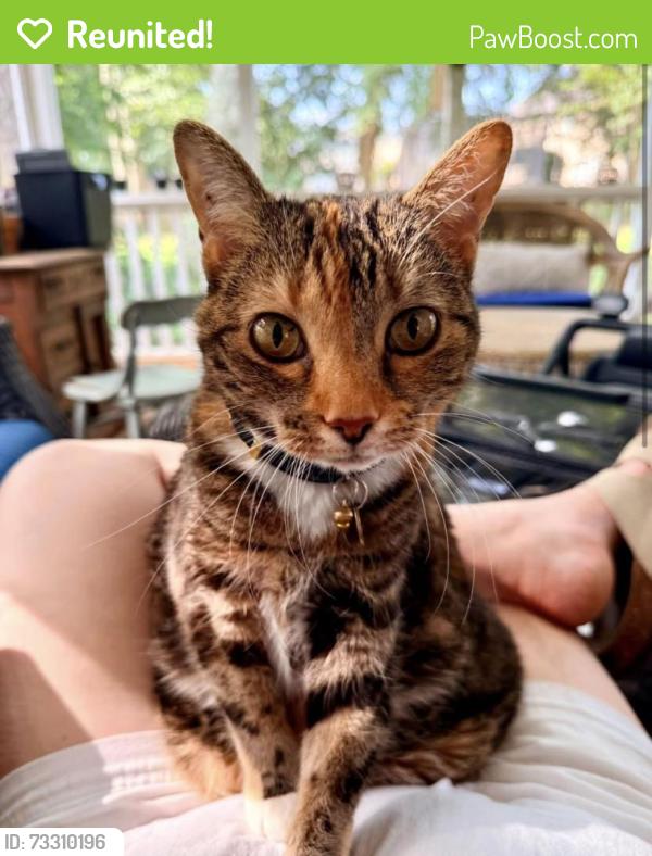 Reunited Female Cat last seen Fuquay Varina, Fuquay-Varina, NC 27526