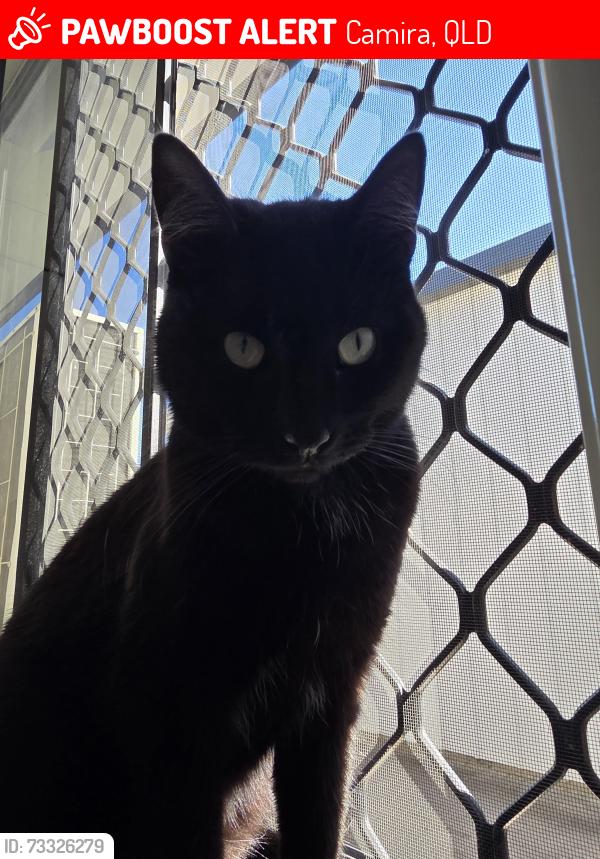 Lost Male Cat last seen Camira state school, Camira, QLD 4300