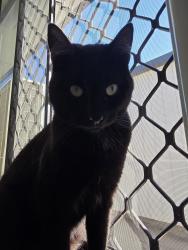 Lost Male Cat last seen Camira state school, Camira, QLD 4300