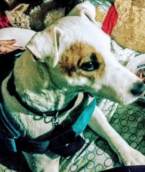 Lost Male Dog last seen You're subway new at commons, Durham, NC 27705