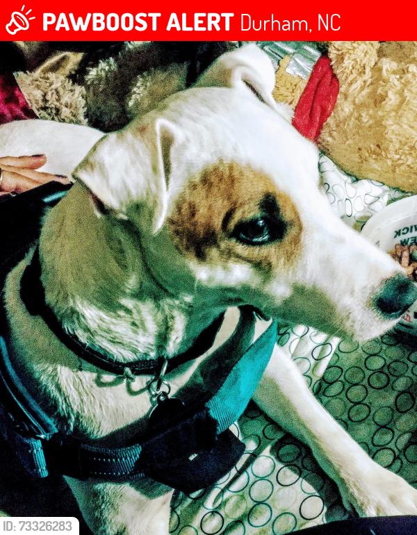 Lost Male Dog last seen You're subway new at commons, Durham, NC 27705