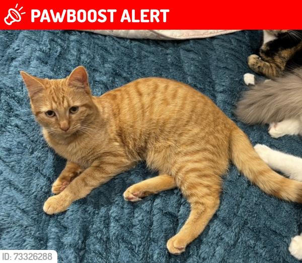 Lost Female Cat last seen Sixth Cross Road, Sixth Cross Allotments, Squires Nursery, David Lloyd Hampton, Fulwell Golf Course, Greater London, England TW2 5PE