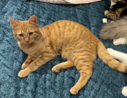 Lost Female Cat last seen Sixth Cross Road, Sixth Cross Allotments, Squires Nursery, David Lloyd Hampton, Fulwell Golf Course, Greater London, England TW2 5PE