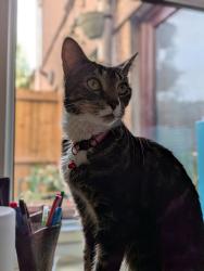 Reunited Male Cat last seen Kings Road / Hamilton Street, Pontcanna, Cardiff, Wales CF11 9BF