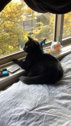 Lost Male Cat last seen 180th street & 60th avenue, Surrey, BC V3S 4L5
