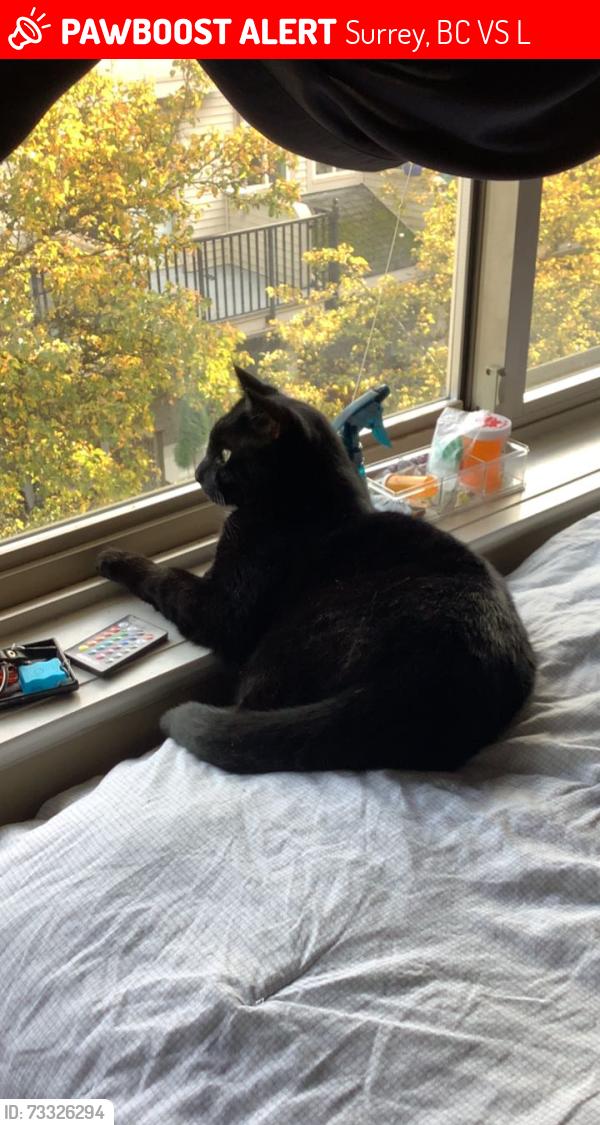 Lost Male Cat last seen 180th street & 60th avenue, Surrey, BC V3S 4L5