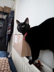 Lost Female Cat last seen Near Emirates stadium, Greater London, England N7 6EU