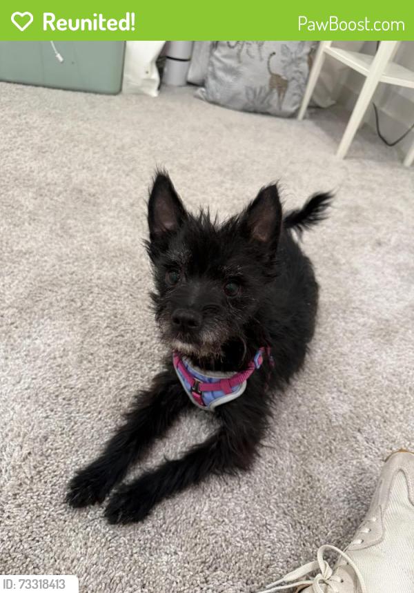 Reunited Unknown Dog last seen Texas Theatre, Dallas, TX 75208