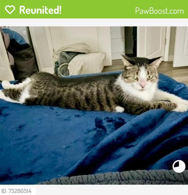Reunited Male Cat last seen On Top Of The World, Australia Way W, Bldg 11, Austrian Alpine, Clearwater, FL 33763