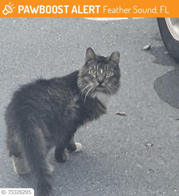 Found/Stray Unknown Cat last seen Clubs of Feathersound, Feather Sound, FL 33762