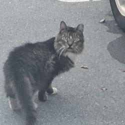 Found/Stray Unknown Cat last seen Clubs of Feathersound, Feather Sound, FL 33762