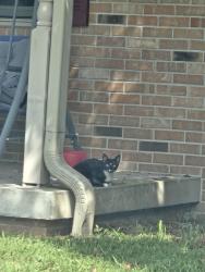 Found/Stray Female Cat last seen Terre haute, West Terre Haute, IN 47885