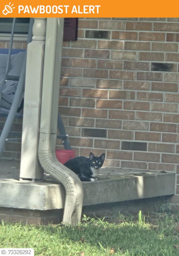 Found/Stray Female Cat last seen Terre haute, West Terre Haute, IN 47885