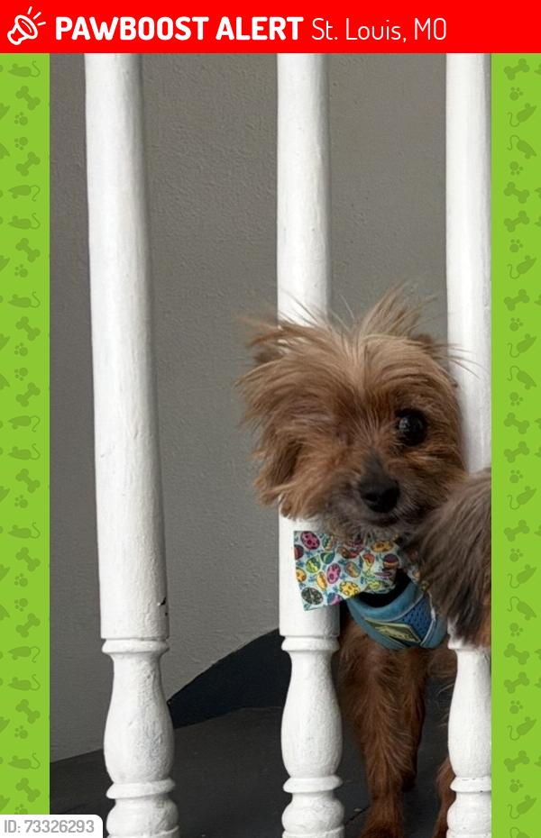 Lost Male Dog last seen Minnesota and Quincy, St. Louis, MO 63111