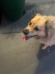 Found/Stray Male Dog last seen Capris in Greer, Greer, SC 29651