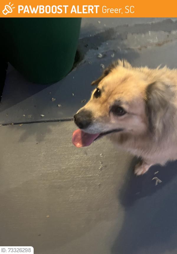 Found/Stray Male Dog last seen Capris in Greer, Greer, SC 29651