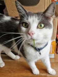 Lost Male Cat last seen Lowwood, Shore Road, North Belfast, Belfast, Northern Ireland 
