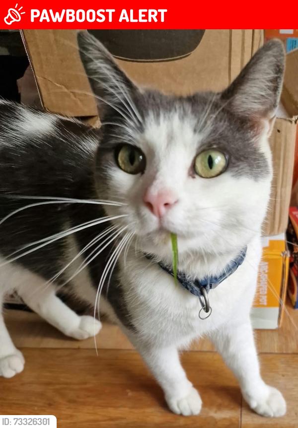 Lost Male Cat last seen Lowwood, Shore Road, North Belfast, Belfast, Northern Ireland 