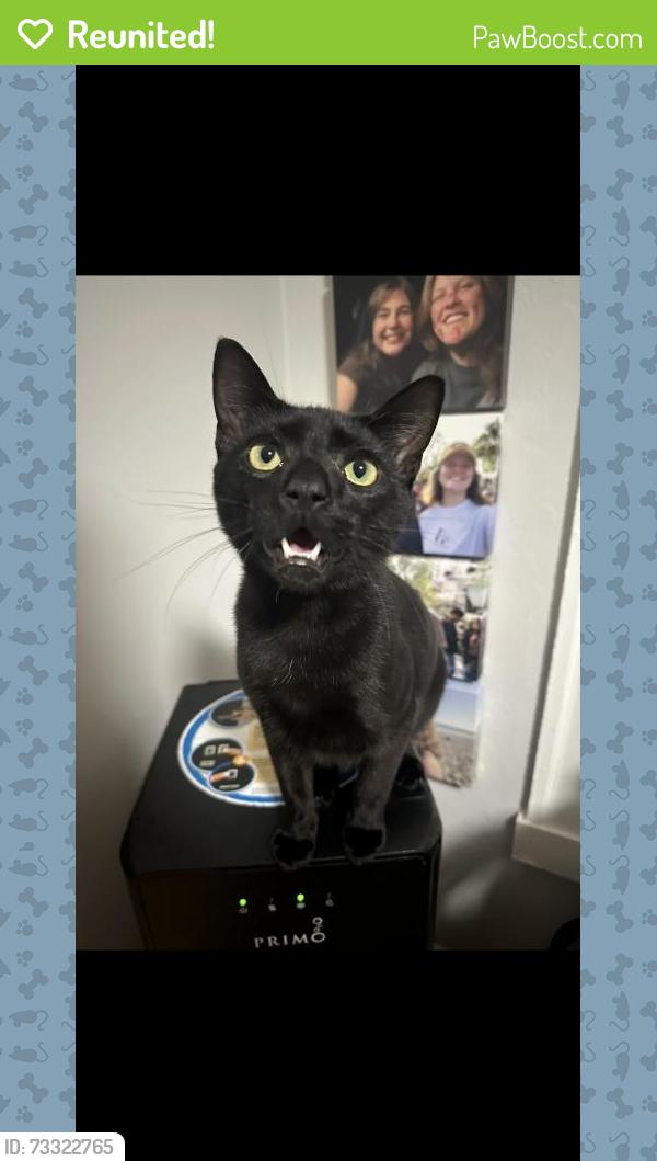 Reunited Male Cat last seen Ellis Street, Berkeley, CA 94703