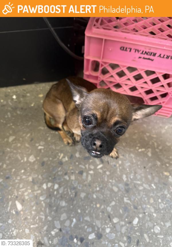 Found/Stray Male Dog last seen Wingohockin, Philadelphia, PA 19140