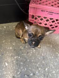 Found/Stray Male Dog last seen Wingohockin, Philadelphia, PA 19140