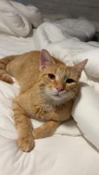 Lost Male Cat last seen Northeast part of Bristol CT, Bristol, CT 06010