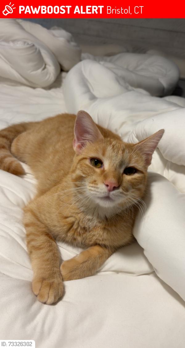 Lost Male Cat last seen Northeast part of Bristol CT, Bristol, CT 06010