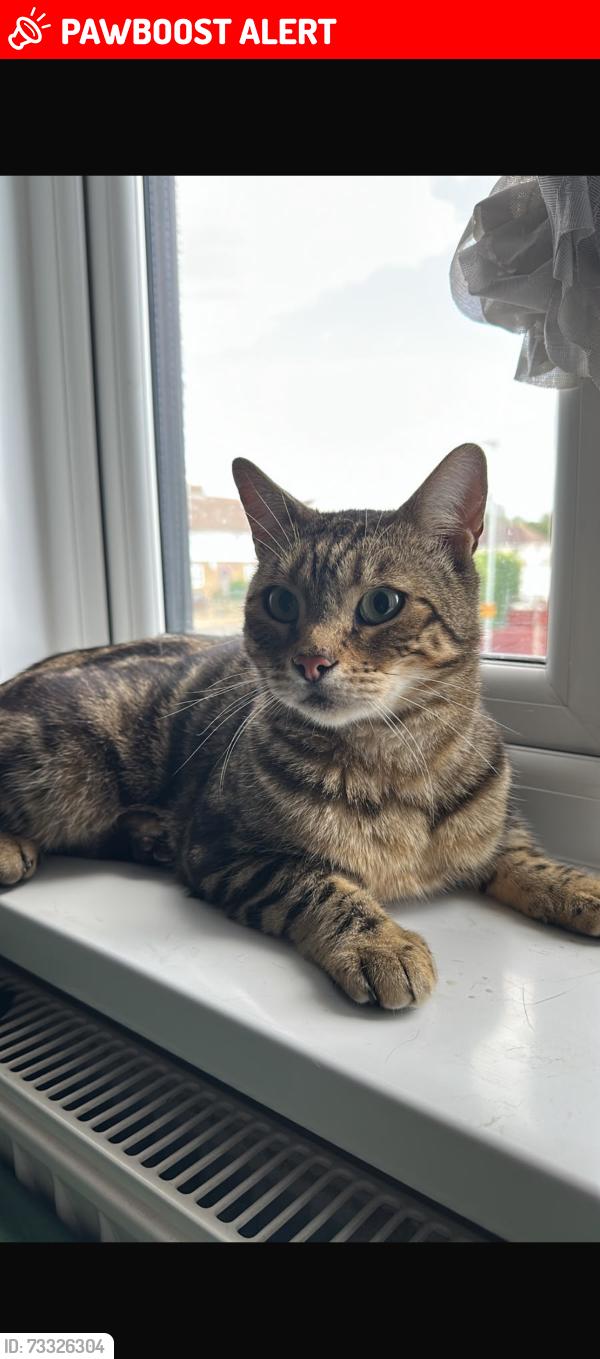 Lost Male Cat last seen Yeading fork, Greater London, England 