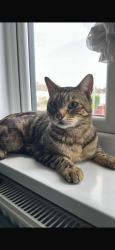 Lost Male Cat last seen Yeading fork, Greater London, England 