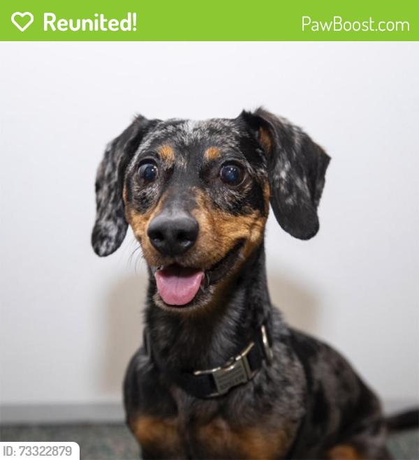 Reunited Female Dog last seen Dancy and St. John's Ave, Jacksonville, FL 32205