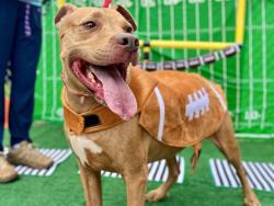 Shelter Stray Male Dog last seen CHARLOTTE, 8315 Byrum Dr, Charlotte, NC 28217, USA