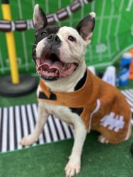 Shelter Stray Female Dog last seen CHARLOTTE, 8315 Byrum Dr, Charlotte, NC 28217, USA