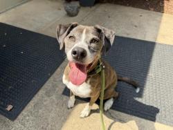 Shelter Stray Female Dog last seen CHARLOTTE, 8315 Byrum Dr, Charlotte, NC 28217, USA
